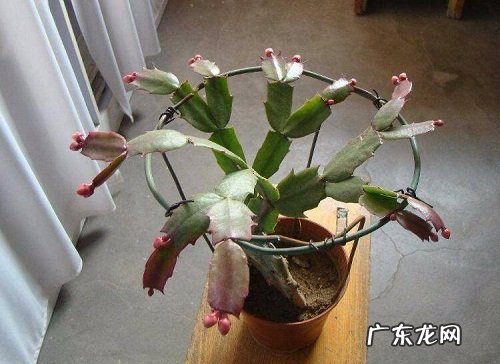 蟹爪兰什么时候分盆最合适 容易成活