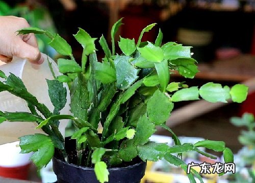 蟹爪兰什么时候分盆最合适 容易成活