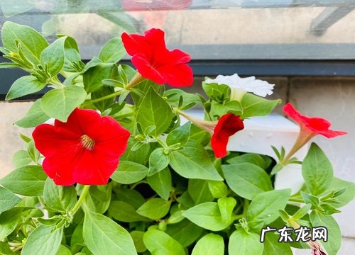 珍珠岩适合种什么花和植物