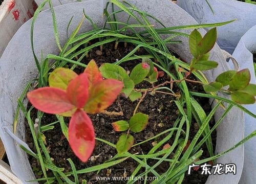 稻壳炭适合种什么花 易成活
