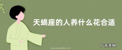 天蝎座的人养什么花合适