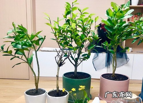 土命的人适合养什么花