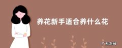 养花新手适合养什么花