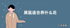 属鼠适合养什么花