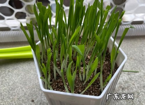 家里有猫适合养什么花