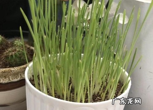 家里有猫适合养什么花