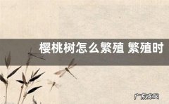 樱桃树怎么繁殖 繁殖时间和方法