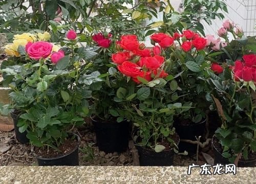 蚯蚓粪便适合养什么花或植物