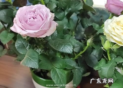 蚯蚓粪便适合养什么花或植物