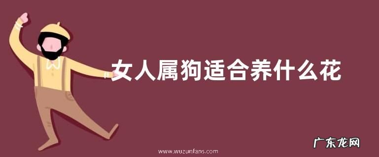 女人属狗适合养什么花