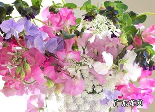 女人属狗适合养什么花