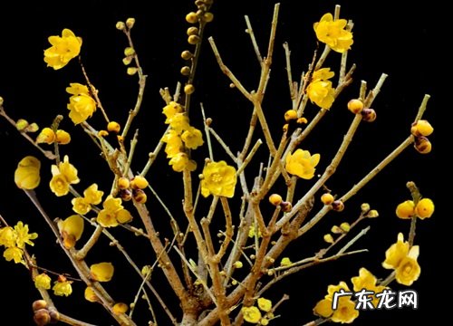 生肖牛适合养什么花