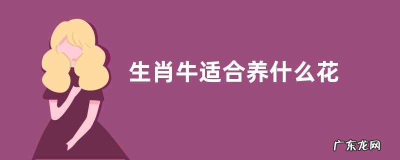 生肖牛适合养什么花