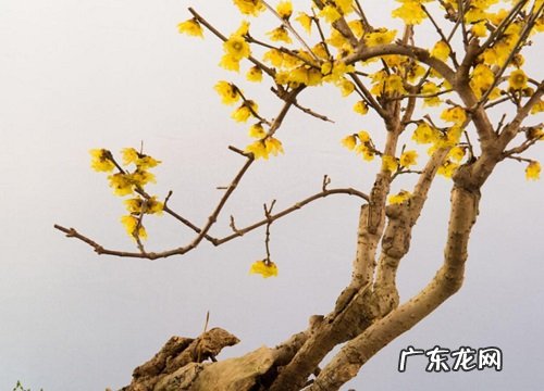 生肖牛适合养什么花