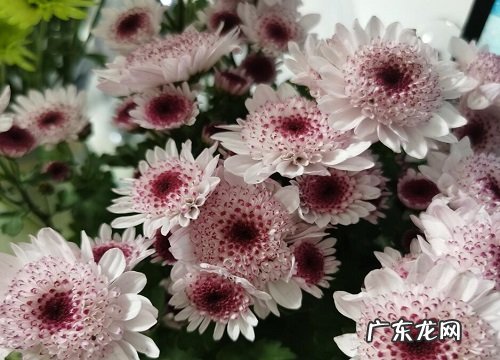 家里有宝宝适合养什么花
