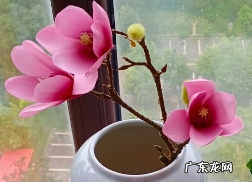 木棉花是先开花后长叶吗