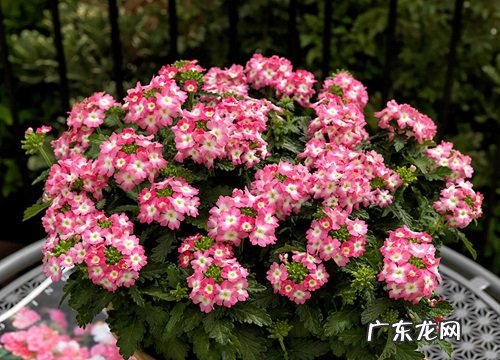 南方冬天适合养什么花卉植物