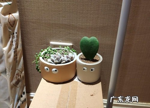 鸡蛋皮适合养什么花