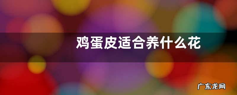 鸡蛋皮适合养什么花