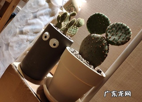 鸡蛋皮适合养什么花