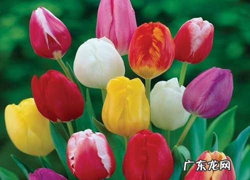 属鸡适合养什么花卉植物