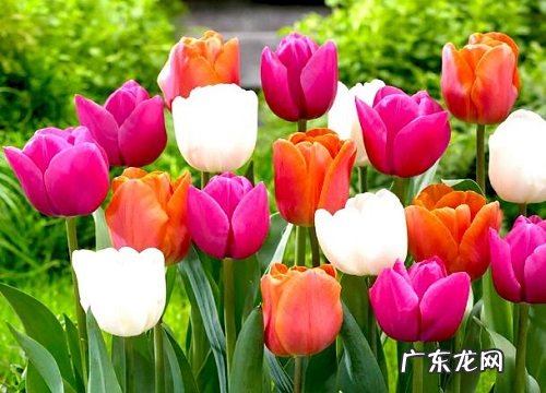 属鸡适合养什么花卉植物