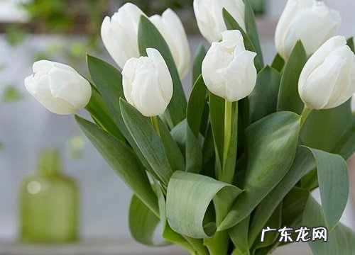 属鸡适合养什么花卉植物