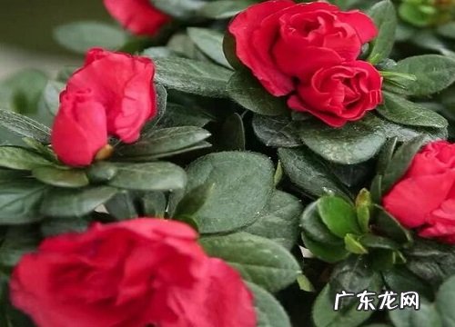 杜鹃花怕冷还是怕热