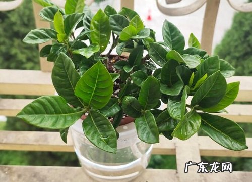 阿司匹林适合养什么花