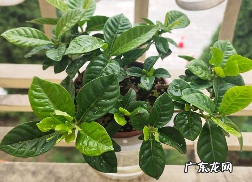 阿司匹林适合养什么花