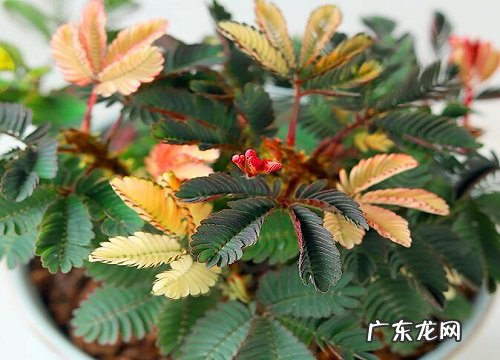 冷开水可以浇花吗