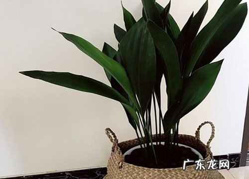 卫生间适合养什么花卉植物