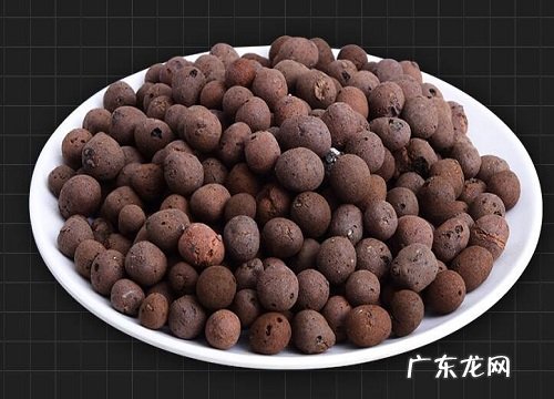陶粒适合养什么花