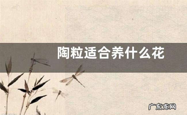 陶粒适合养什么花