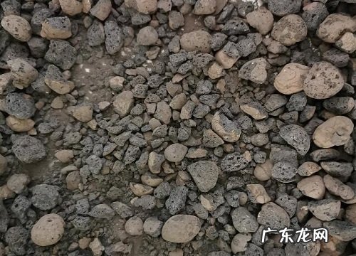 陶粒适合养什么花