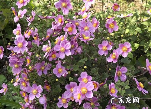 小口花瓶适合养什么花