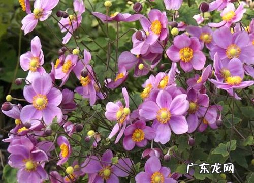 小口花瓶适合养什么花