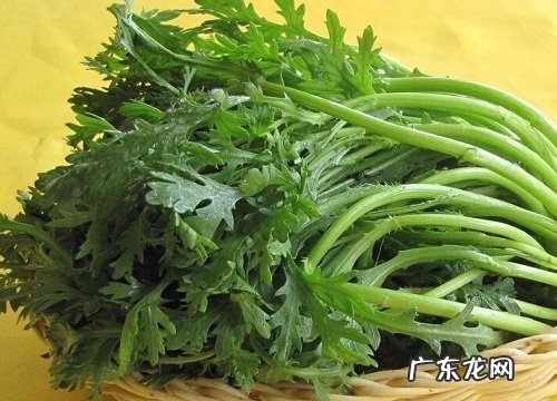 茼蒿冬天会冻死吗