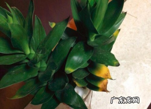 水养观音竹叶子发黄怎么办