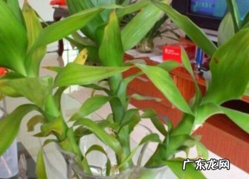 水养观音竹叶子发黄怎么办
