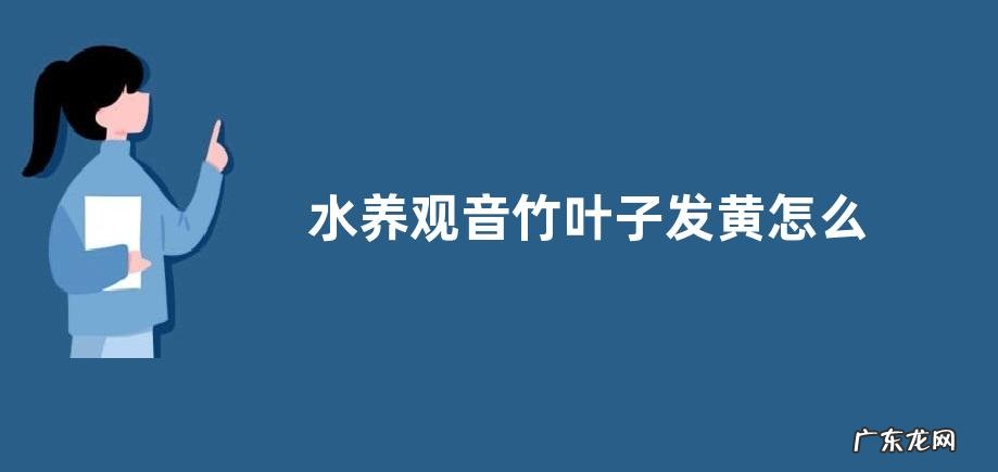 水养观音竹叶子发黄怎么办