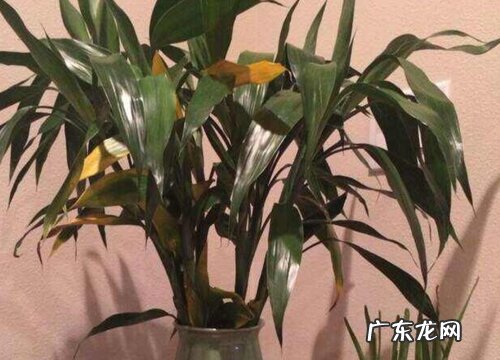 水养观音竹叶子发黄怎么办