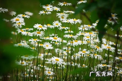 雏菊几月份开花 一年开几次花