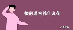 楼房适合养什么花