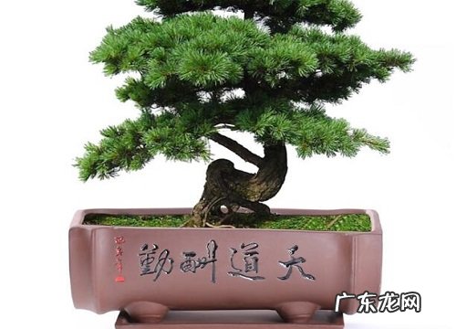 紫砂方盆适合养什么花