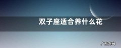 双子座适合养什么花