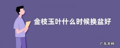 金枝玉叶什么时候换盆好
