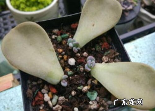 紫乐叶插多久发芽
