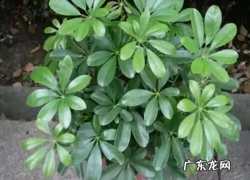 鹅掌木怎么养才会茂盛