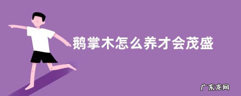 鹅掌木怎么养才会茂盛
